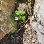 Saxifraga hypnoides Likasa