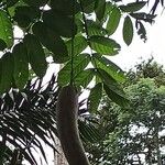 Kigelia africana 果実