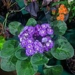 Streptocarpus ionanthus Flower