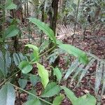 Garcinia madruno Blad