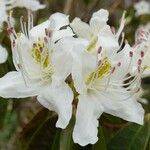 Rhododendron augustinii Flower