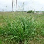 Tripsacum dactyloides Habit