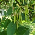 Fraxinus chinensis ഫലം