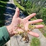 Ranunculus paludosus Natur