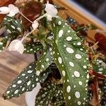 Begonia maculata Φύλλο