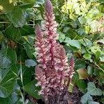 Orobanche hederae Flower