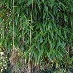 Phyllostachys nigra Bark