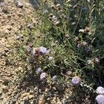 Globularia alypumFlor