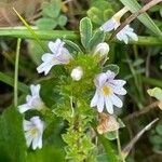 Euphrasia officinalis Blatt