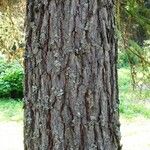 Larix sibirica Rinde