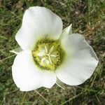 Calochortus gunnisonii Flower