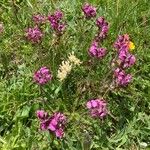 Pedicularis cenisia Flower