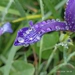 Iris spuria Кветка