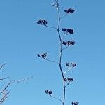 Agave havardiana Leaf