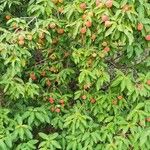 Cornus capitata Fruit