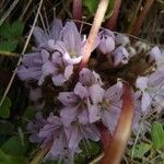 Hydrophyllum capitatum Blomst