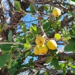 Cordia dodecandra Plod