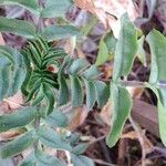 Kalanchoe prolifera ᱥᱟᱠᱟᱢ