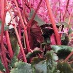 Saxifraga stolonifera Bark