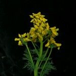 Corydalis meifolia Habit