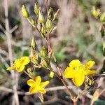 Hypericum brasiliense Bloem