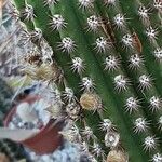 Cleistocactus spp. Flor