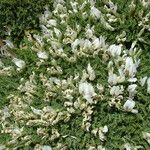 Astragalus angustifolius Floare