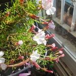 Oxalis versicolor Цветок