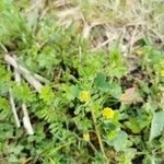 Medicago lupulinaList