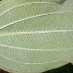 Miconia granatensis Leaf