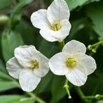Cardamine heptaphylla फूल