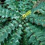 Berberis japonica Leaf