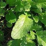 Senecio doria Leaf