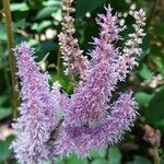 Astilbe rubra Cvet