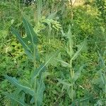 Lactuca serriola Fuelha