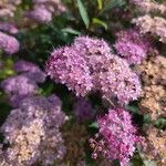 Spiraea japonicaFlower