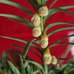 Taxus baccata Flower