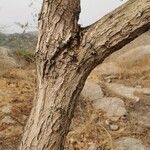 Entada africana Corteza