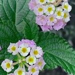 Lantana camara Bleunienn