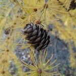 Larix laricina Плод