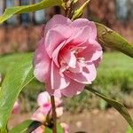 Camellia saluenensis Květ