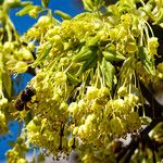 Acer monspessulanumΛουλούδι