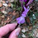 Orchis olbiensis Blüte