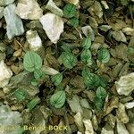 Dioscorea pyrenaica Leaf