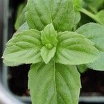 Ocimum kilimandscharicum Leaf