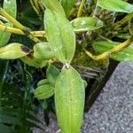 Guarianthe bowringiana Hoja