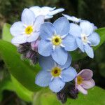 Myosotis sylvatica Virág