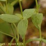 Linaria platycalyx Други
