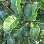 Psychotria capensis List