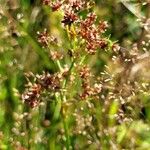 Juncus acutiflorus Květ